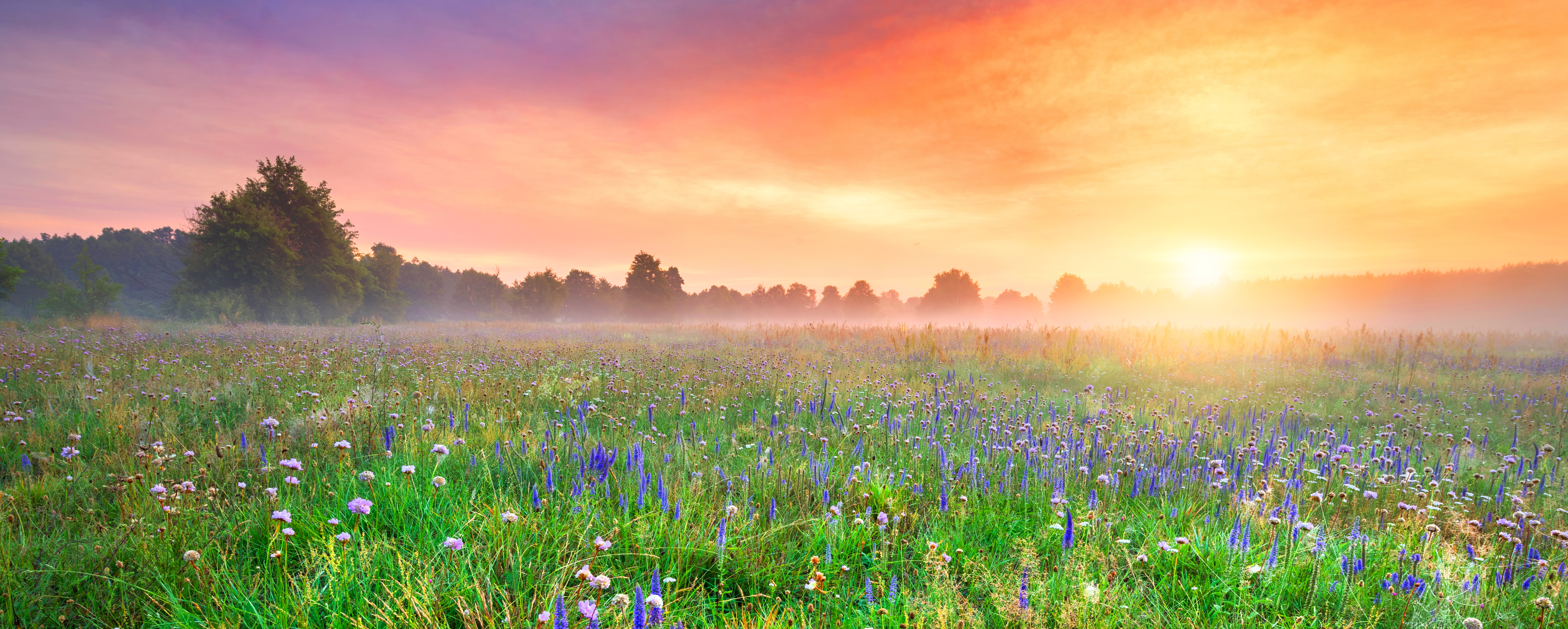 Is Plant-Based Eating Better for Wildlife Diversity?